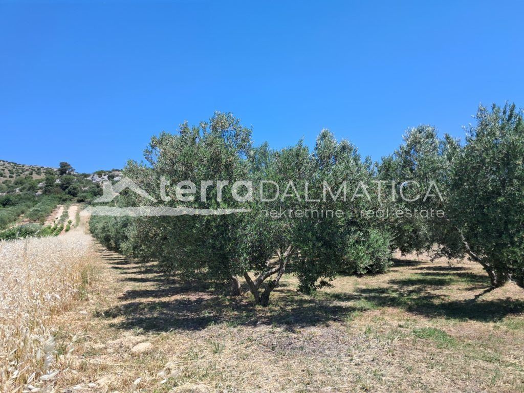 Property photo 1 of 5 Olive Grove Near Šibenik