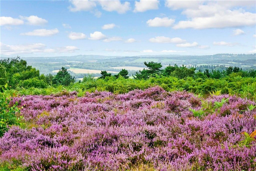 Property photo 1 of 4 Surrounding Area - Ashdown Forest