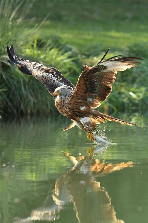 Property photo 2 of 8 Osprey 4.Jpg