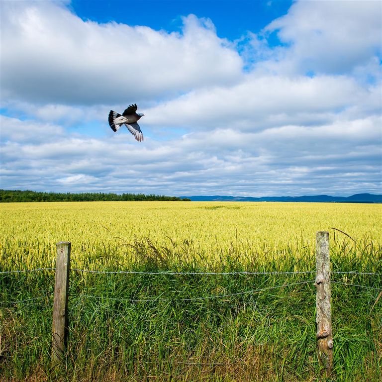 Property photo 2 of 6 Guildtown039_Original.Jpg