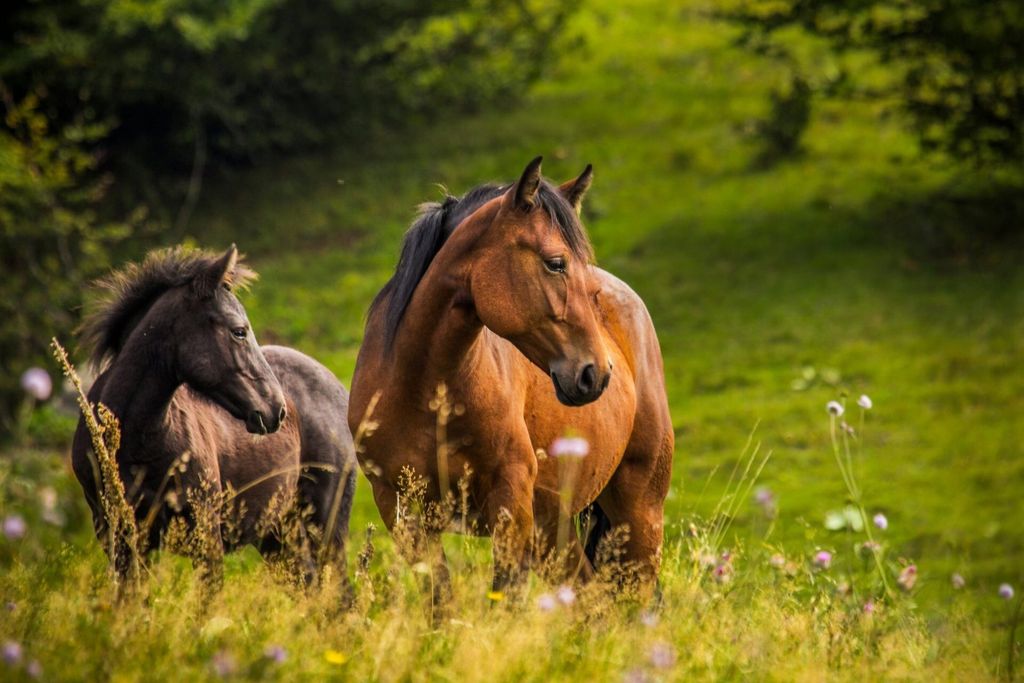 Property photo 1 of 3 Between Aubagne And Toulon — An Equestrian Estate In A Green Setting