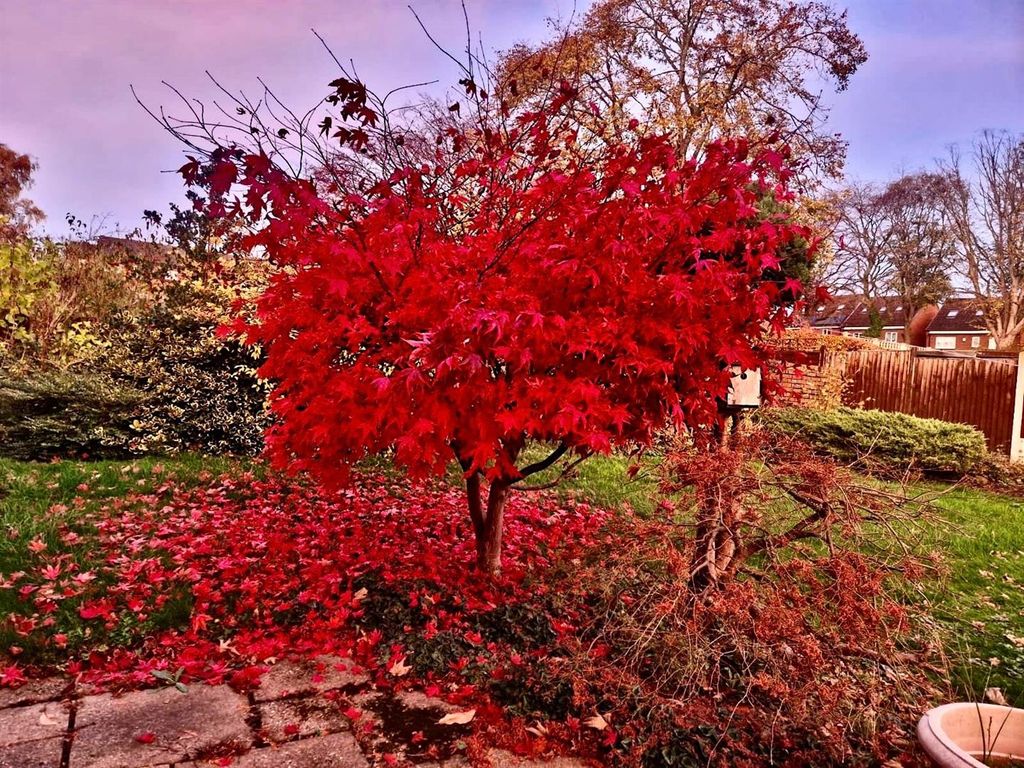 Property photo 2 of 31 Acer Tree 2.Png