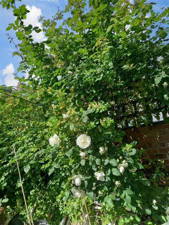 Property photo 3 of 3 Garden