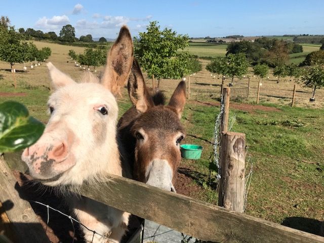 Property photo 3 of 32 Img_6042 Wb Donkey Pic