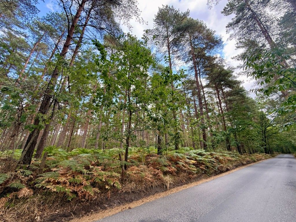 Property photo 1 of 3 View Of Woodland From Road