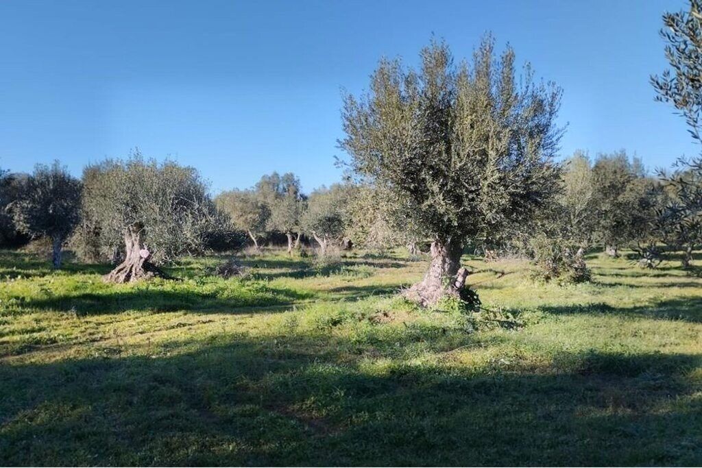 Property photo 1 of 25 Centennial Olive Grove On Agricultural Land In Grândola Valley