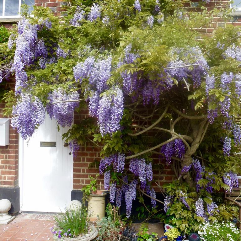 Property photo 2 of 39 Beautiful Mature Wisteria