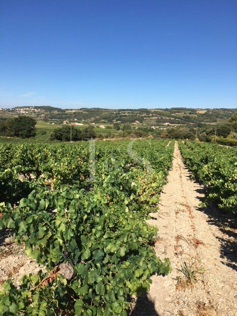 Property photo 1 of 5 40-Hectare Vineyard