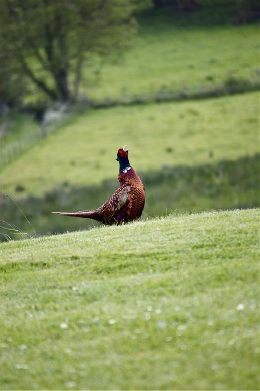 Additional image 46 of 5 bed detached house for sale39 Cherryhill Road, Ballynahinch BT24