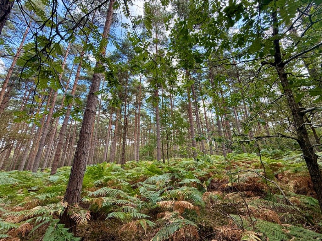 Property photo 2 of 3 Woodland
