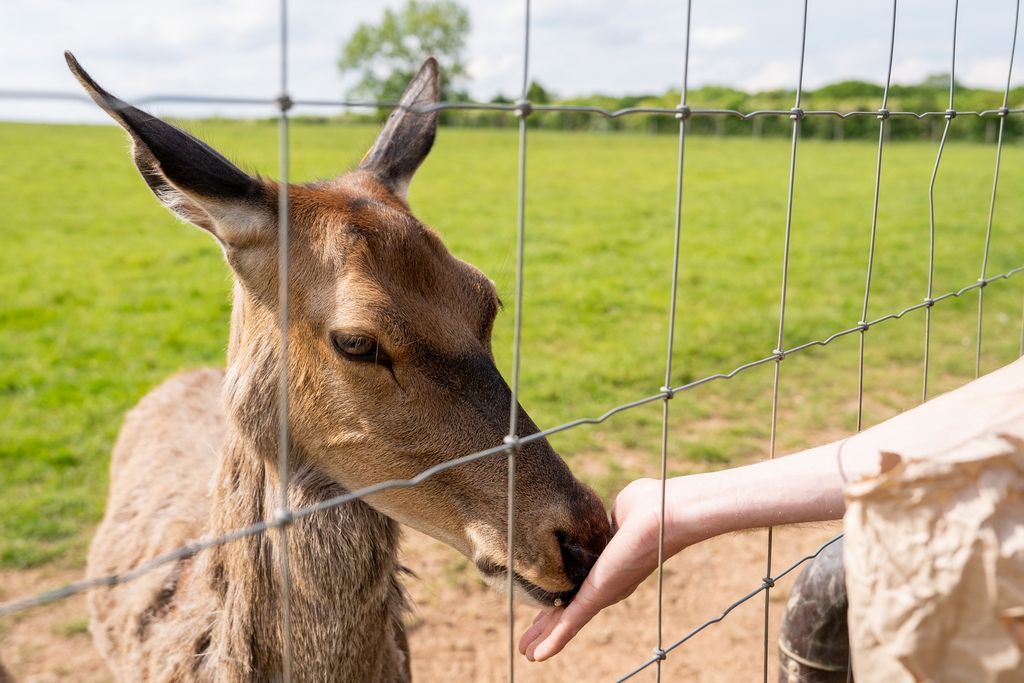 Property photo 1 of 5 Deer At Malvern View Leisure Park Countryside Setting
