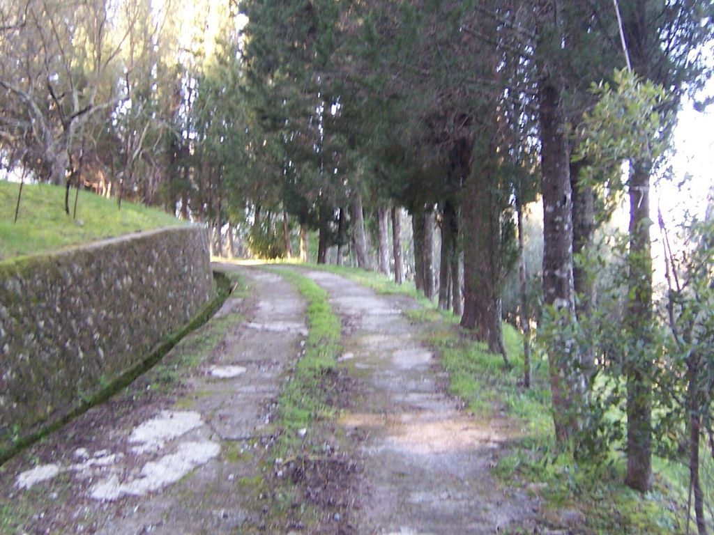 Property photo 3 of 14 Driveway To The House