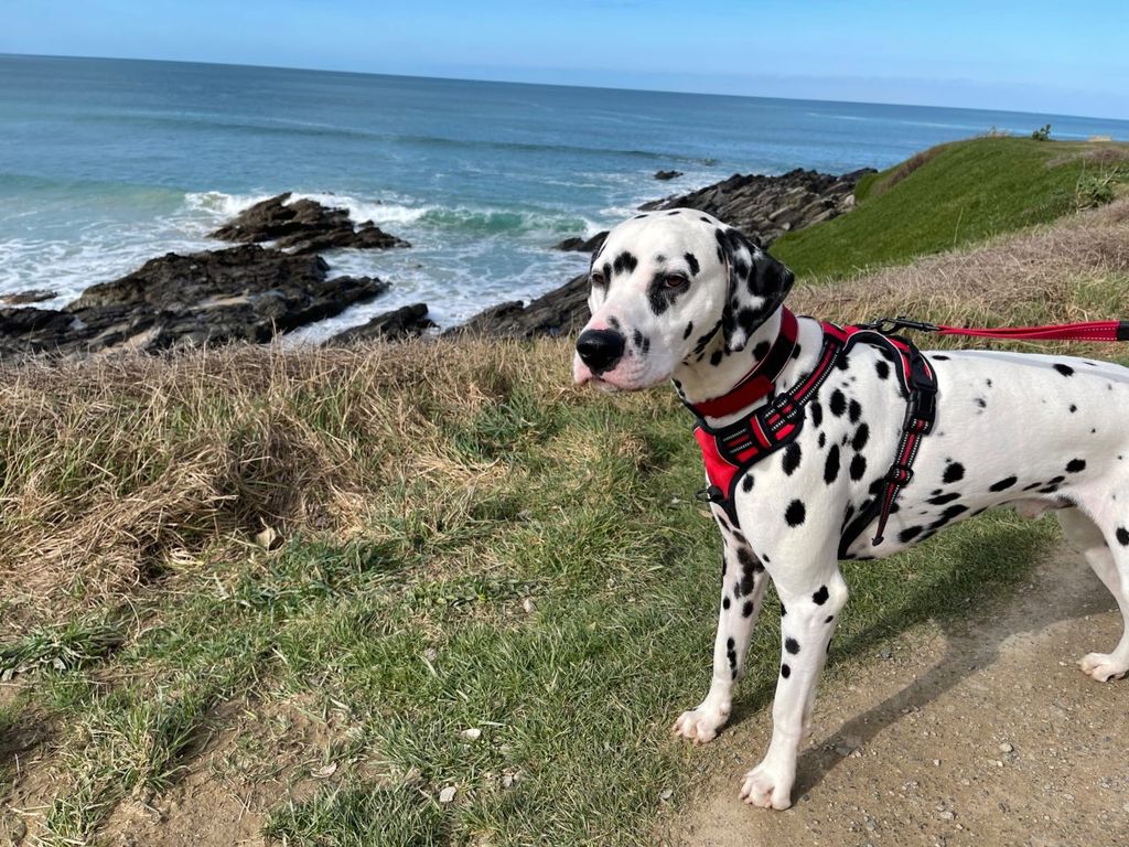 Property photo 2 of 10 Abi Vista 2012 Car0057336 100619690.Jpeg