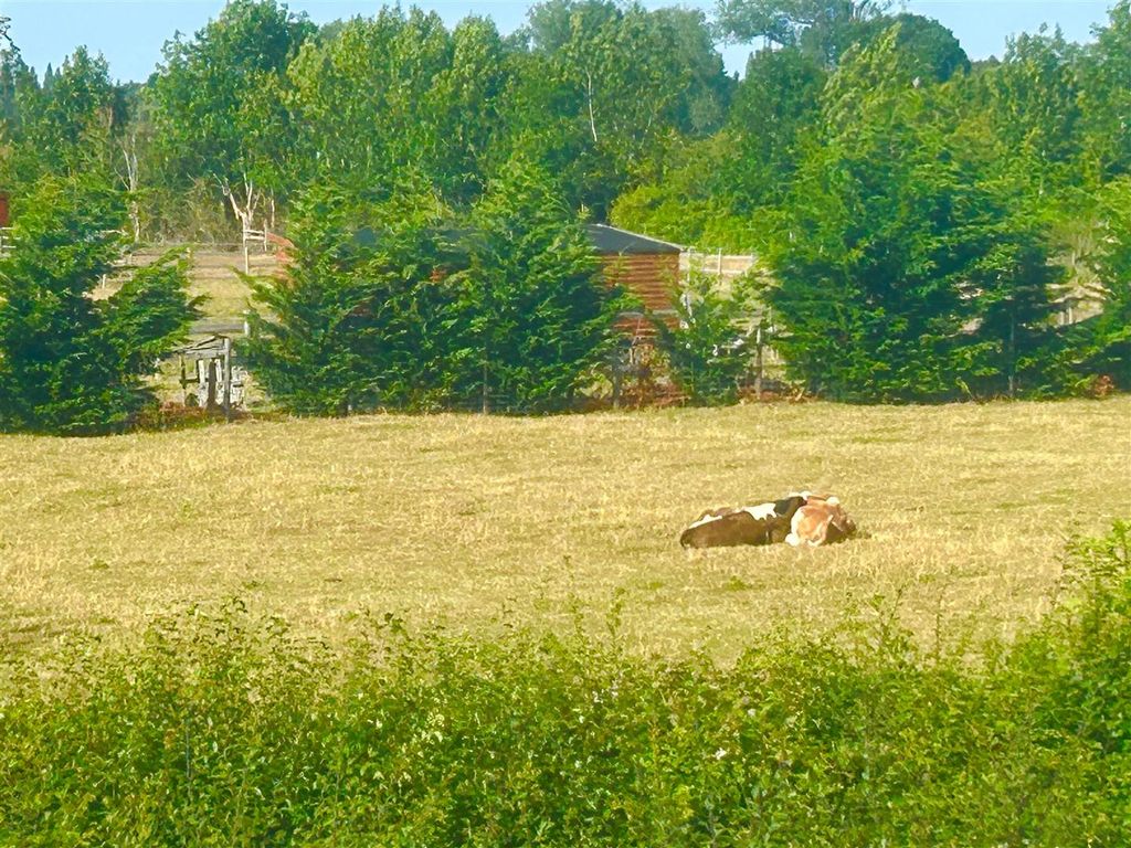Property photo 2 of 34 Cow 1.Jpg