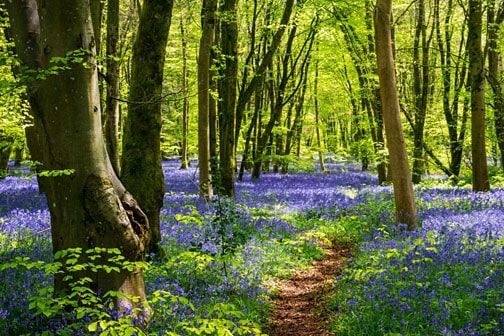 Property photo 3 of 7 Woodland-Bluebells-Notts-Wildlife-Feat