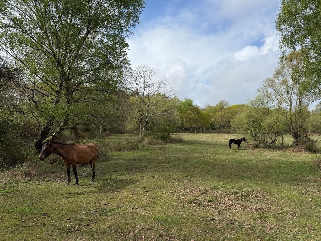 Property photo 3 of 18 Open New Forest &amp; Wildlife Outside The Front Gate