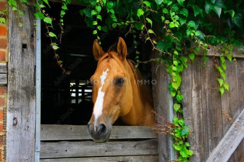 Property photo 1 of 4 Beautiful Property For An Equestrian And Tourism Project
