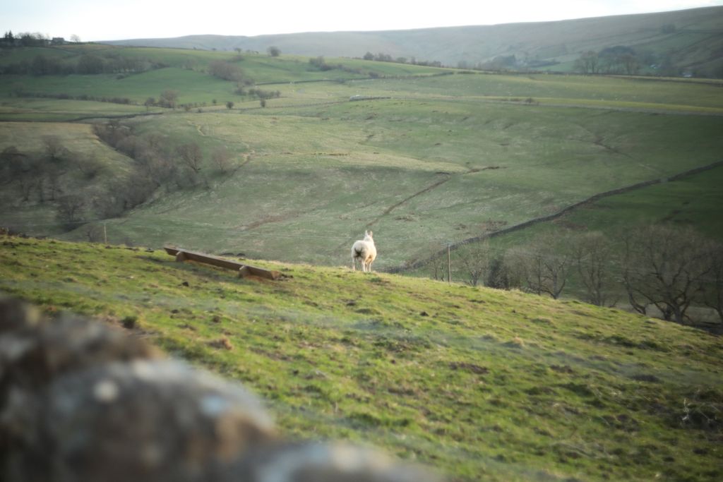 Property photo 2 of 22 Sheep