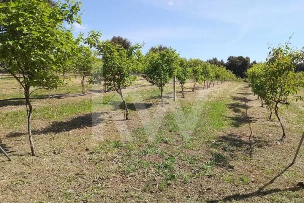 Property photo 1 of 25 Farm With Organic Agriculture Production And Enormous Profitability On 5Ha In Louriçal Do Campo