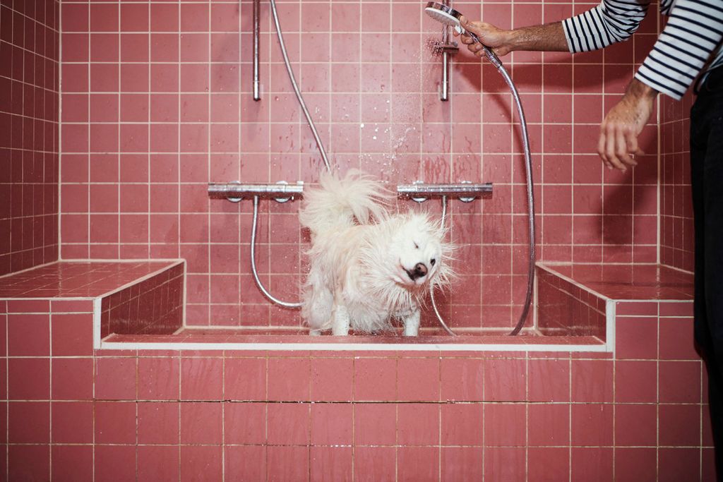 Property photo 1 of 19 Lifestyle Momento Pet Spa