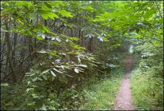 Property photo 3 of 4 Woods2.Png