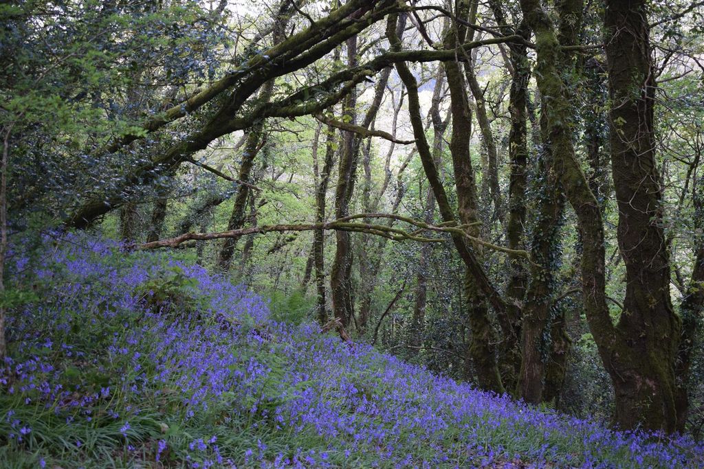 Property photo 3 of 71 Bluebell Wood.Jpg