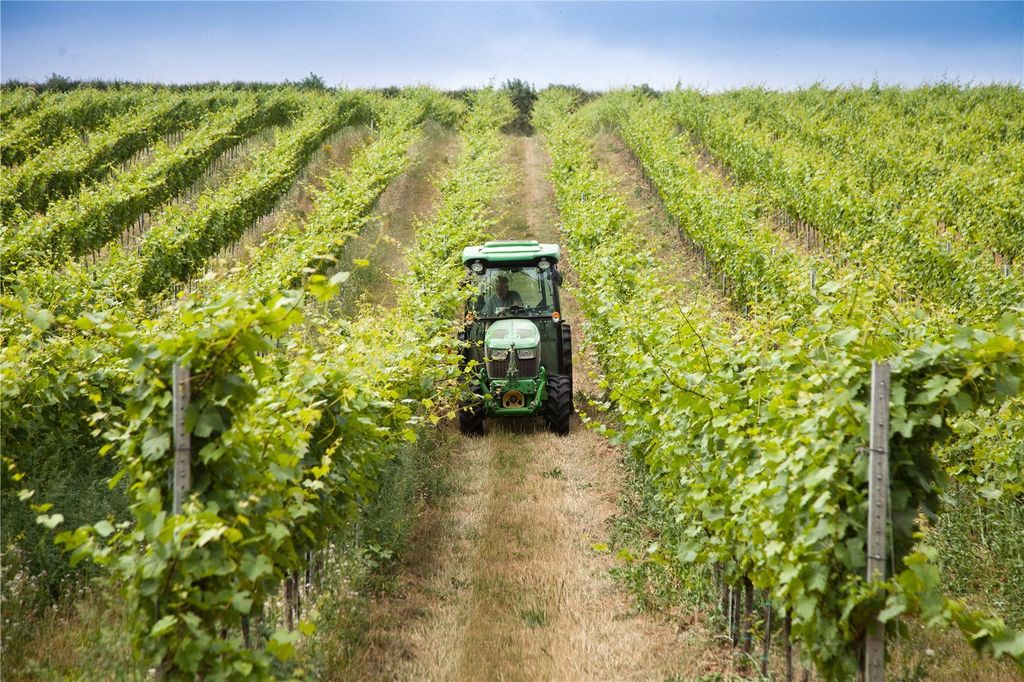 Property photo 3 of 10 Muston Vineyard