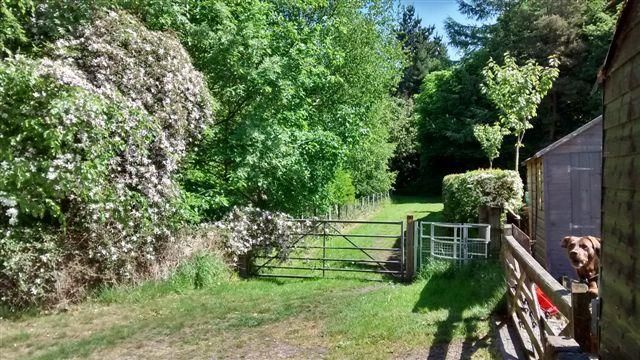 Property photo 1 of 20 Clematis And Ruby 13 May 2025.Jpg