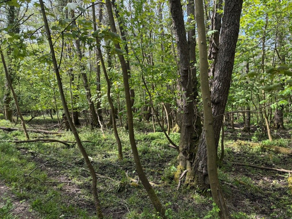Property photo 2 of 4 Dense Trees And Overgrowth