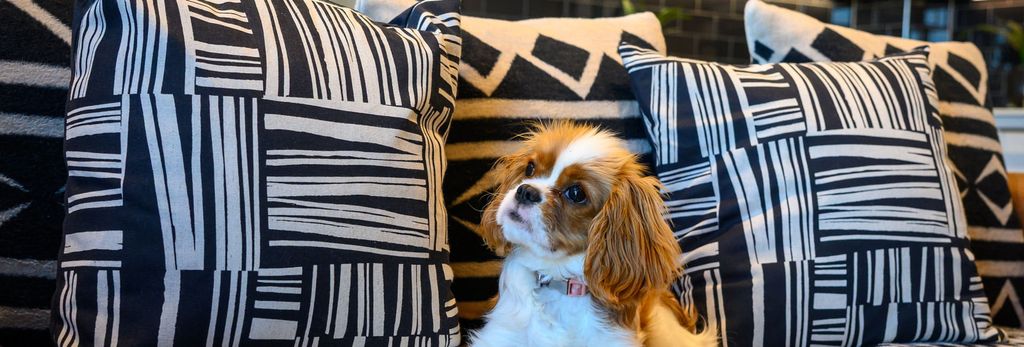 Property photo 2 of 5 Closeup Of Puppy Dog On Sofa.