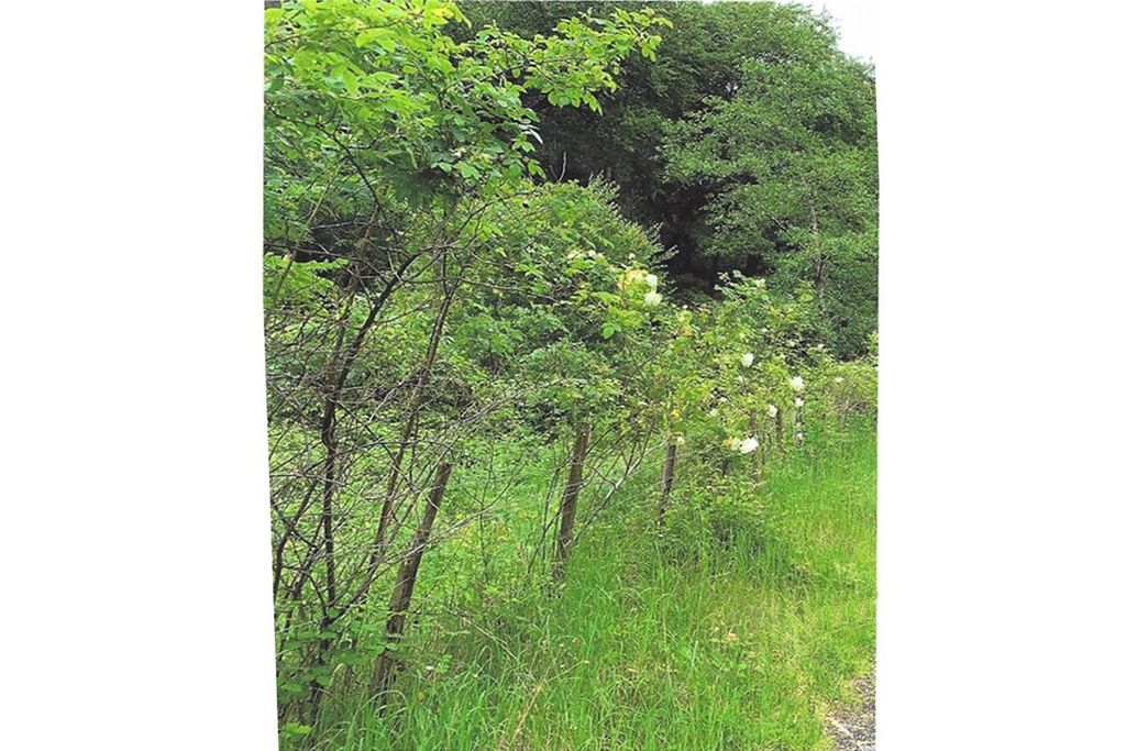 Additional image 8 of Land for sale1.5 Acre Site At Station Row, Pontyrhyl, Bridgend CF328Pj CF32