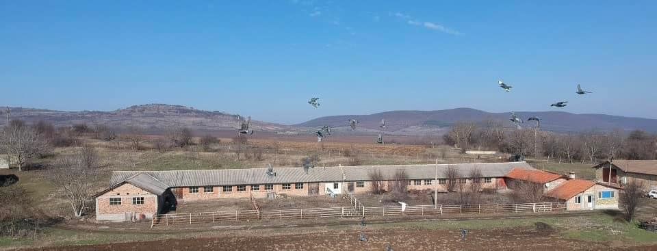 Property photo 2 of 43 Long Farm Building With Fenced Enclosure In Front And Birds Flying Across The Scene.
