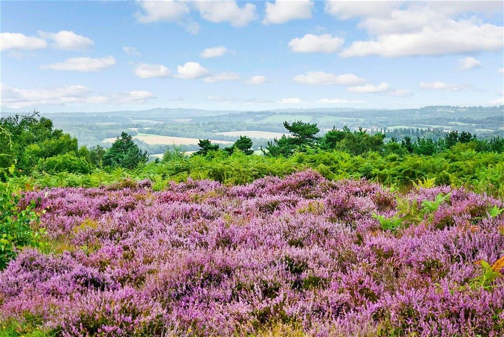 Property photo 3 of 4 Surrounding Area - Ashdown Forest