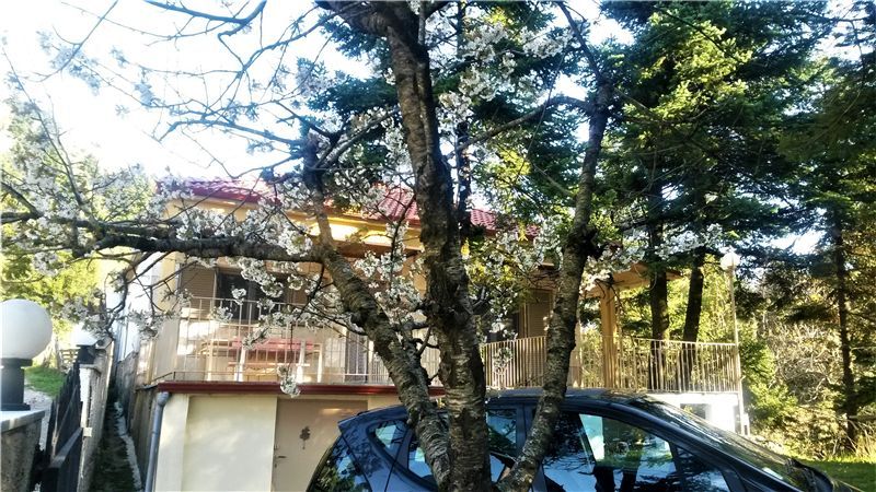Property photo 2 of 17 A Cherry Tree Blossoming At Late Spring In Front Of The House.