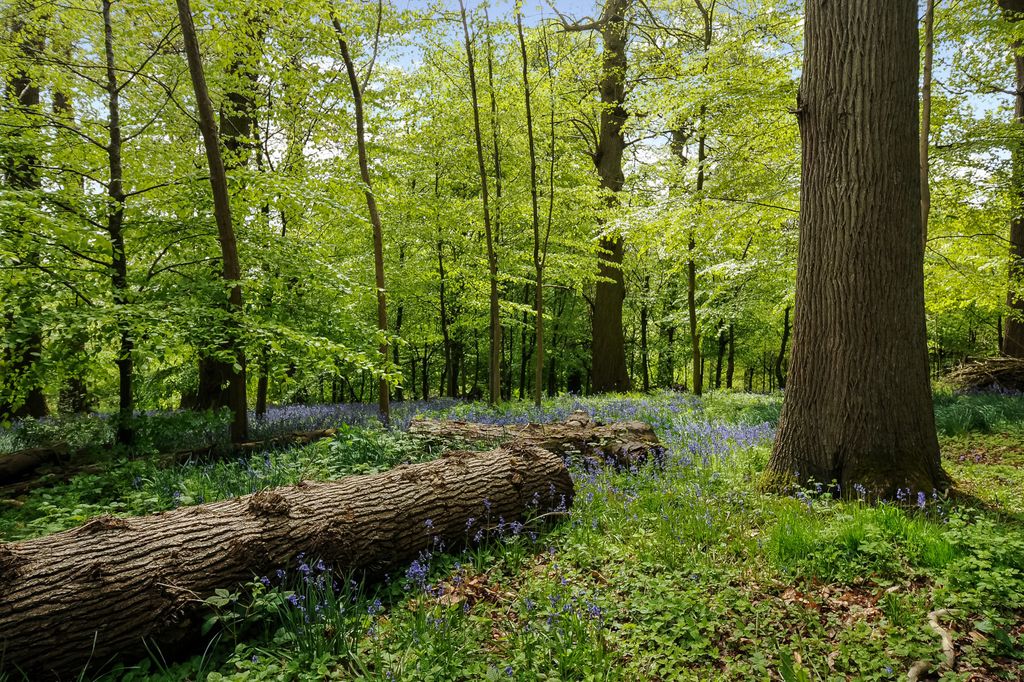 Property photo 2 of 17 Woodland Walk