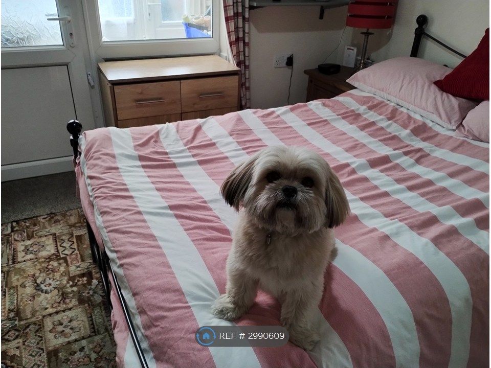 Property photo 1 of 6 Boy Lhasa Wltm Girl For Woof's, Sniff's & More