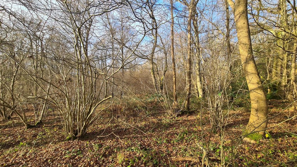 Property photo 1 of 10 Woodland At High Loxley