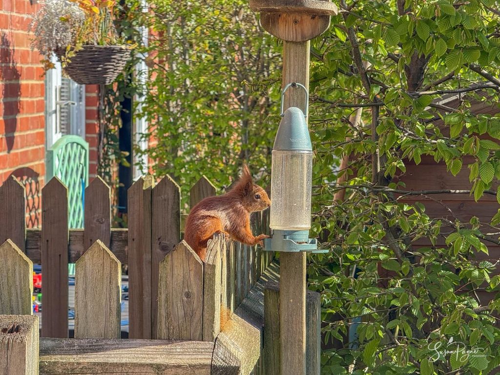 Property photo 3 of 33 Squirrel In The Garden
