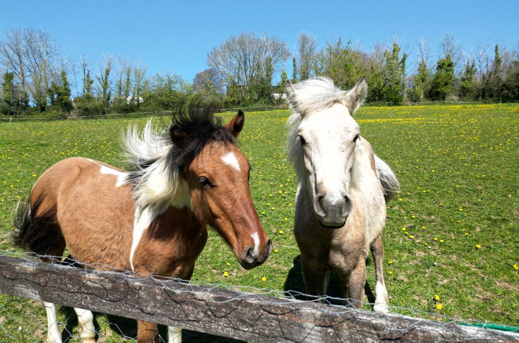 Property photo 2 of 26 Horse In Paddock