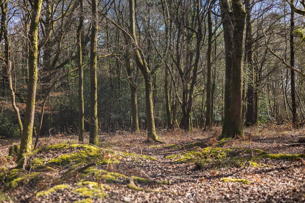 Additional image 6 of Land for saleRedlynch, Salisbury, Wiltshire SP5