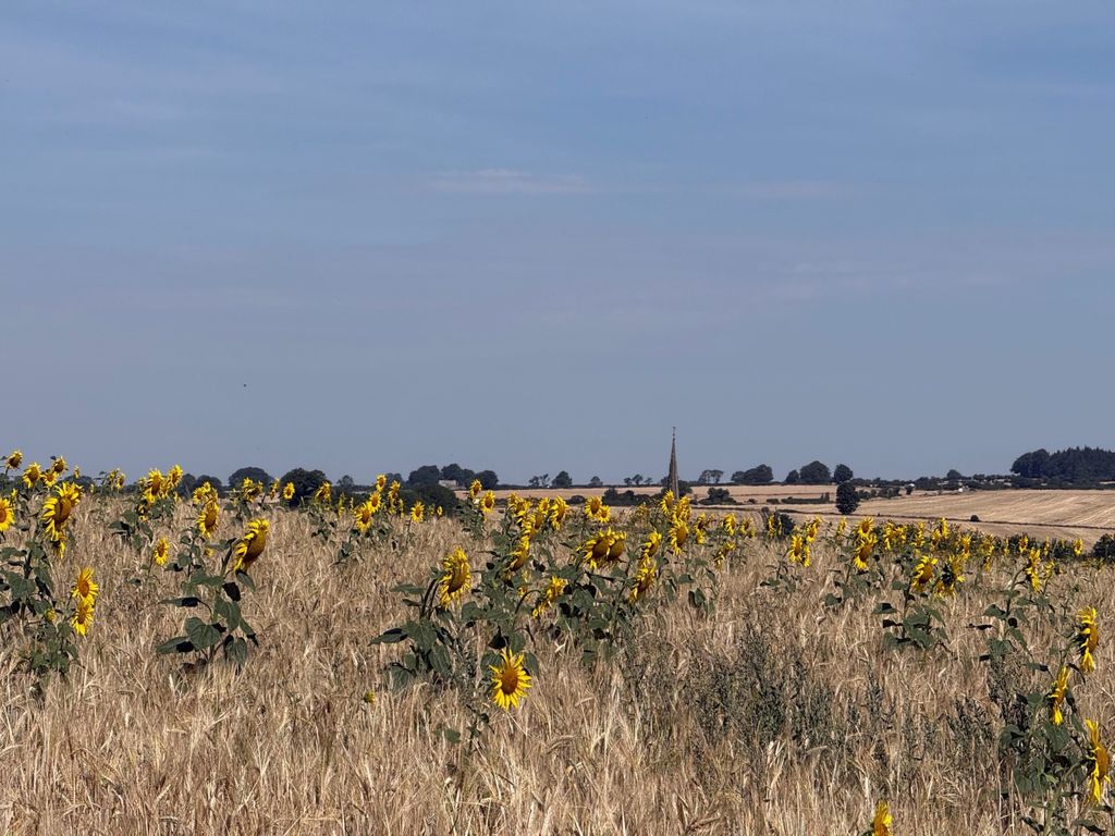 Property photo 3 of 19 Sun Flowers - View Across Fields