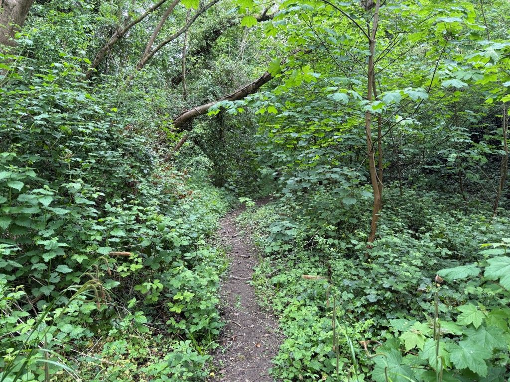 Property photo 3 of 10 Path Through Land With Established Trees