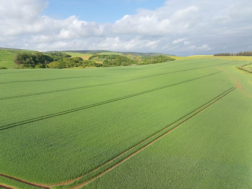 Property photo 2 of 7 Winter Wheat