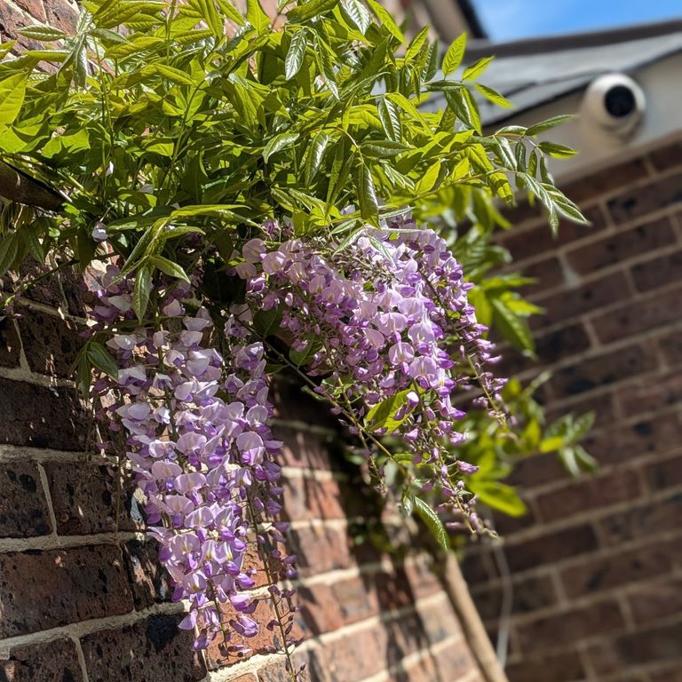 Property photo 3 of 49 CCTV &amp; Mature Wisteria