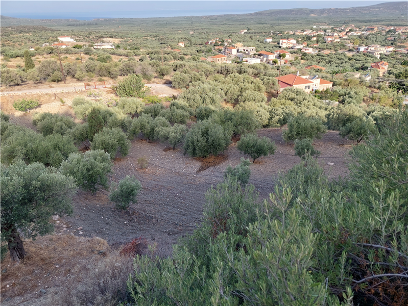 Property photo 2 of 4 Part Of The Olive Grove With Some View Of The Nearby Village At A Lower Level.