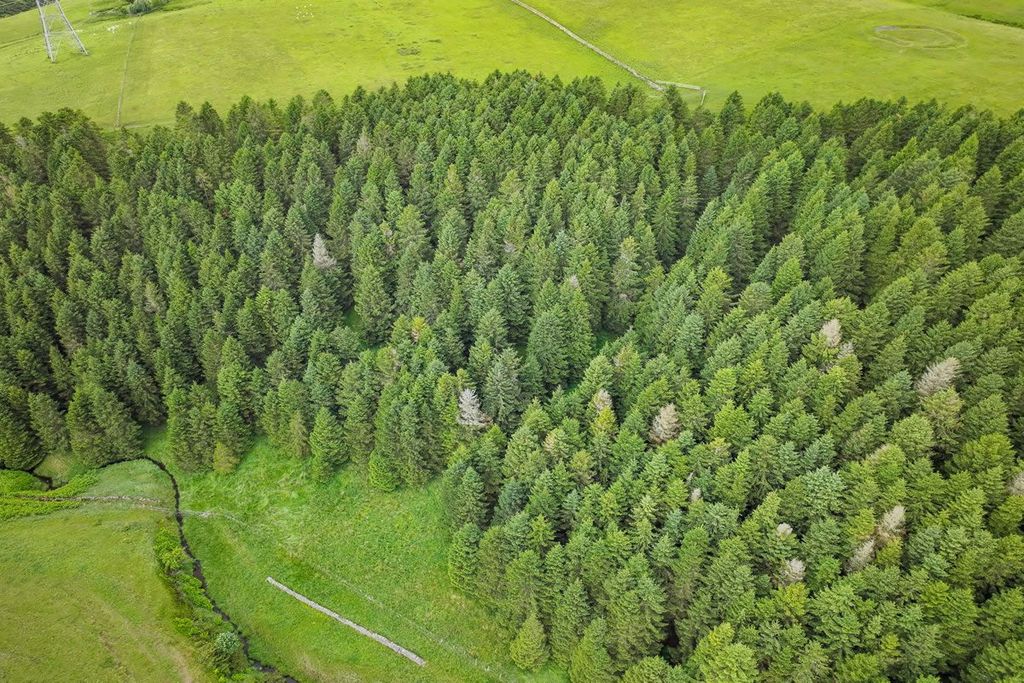 Additional image 4 of Land for saleForestry Land, Hartside Wood, Lauder, Scottish Borders TD26Pu TD2