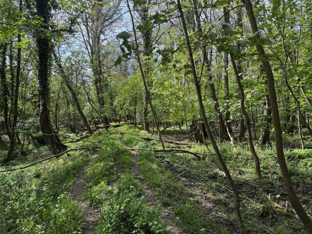 Property photo 1 of 4 View Of Woodland Area