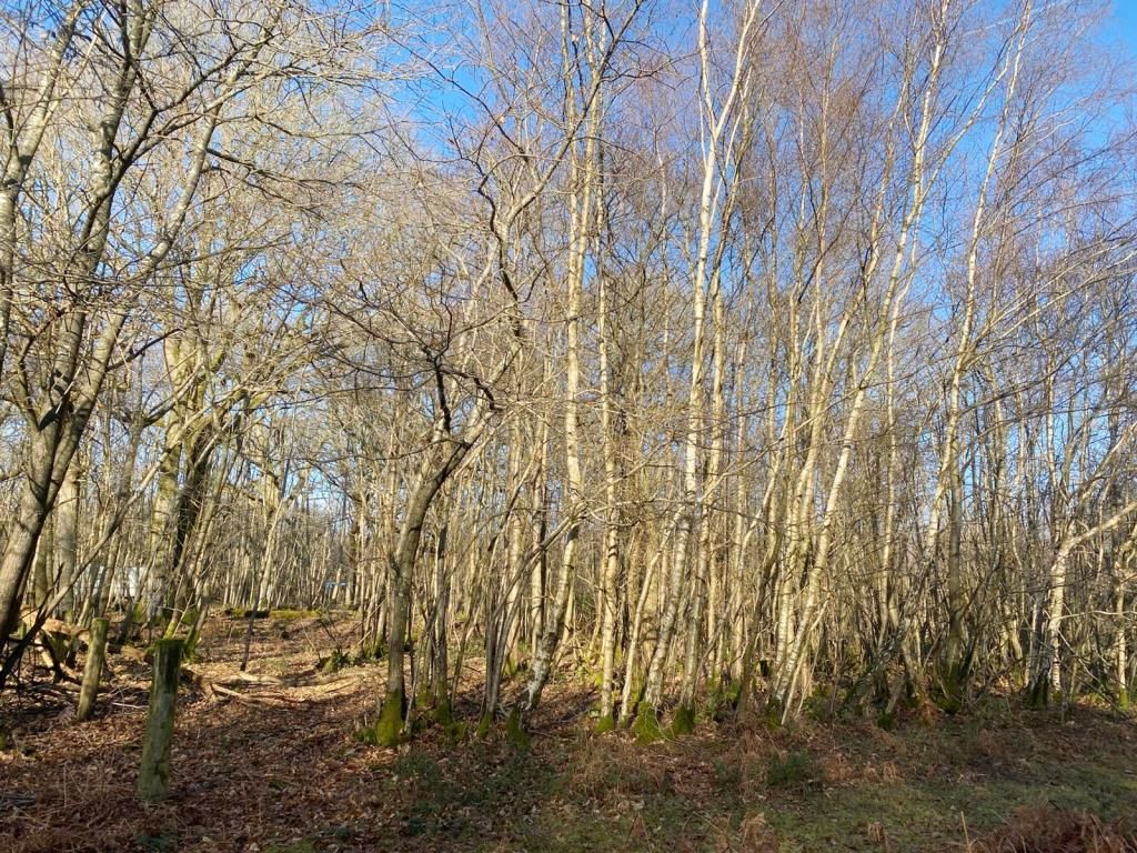 Property photo 1 of 2 Woodland Site