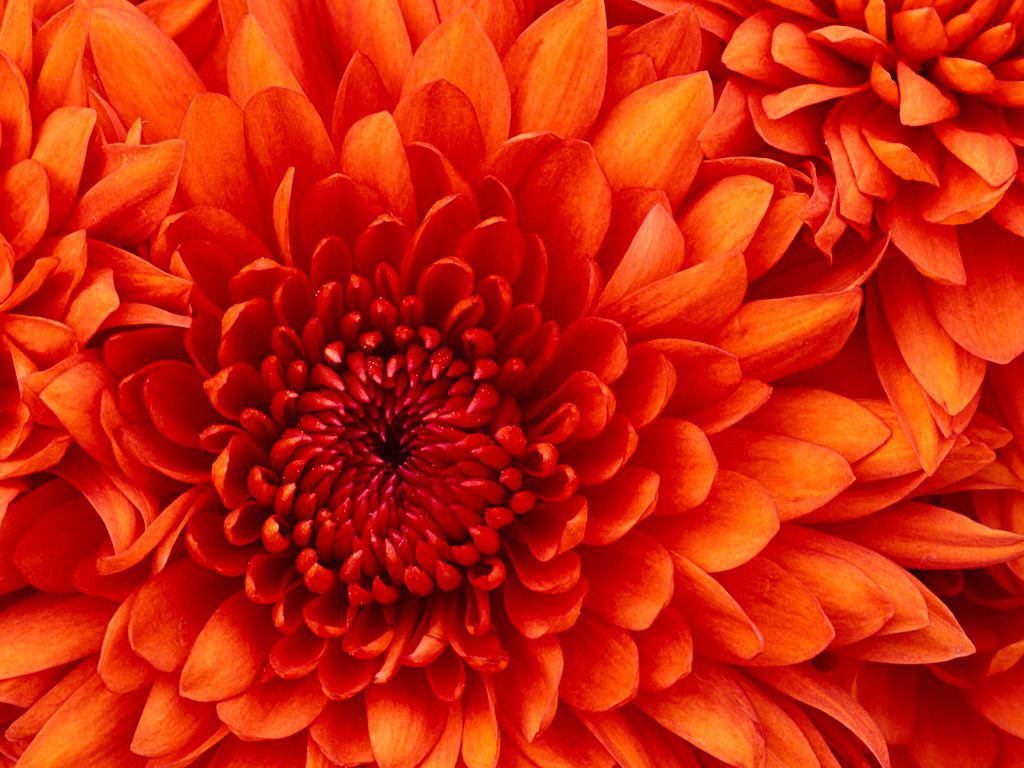 Property photo 1 of 2 Flower Test 1