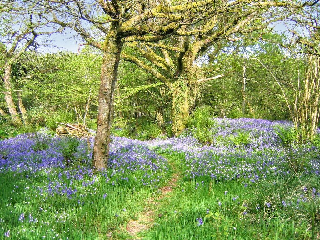 Additional image 30 of Land for saleSt.Neot, Bodmin - Cornwall PL30